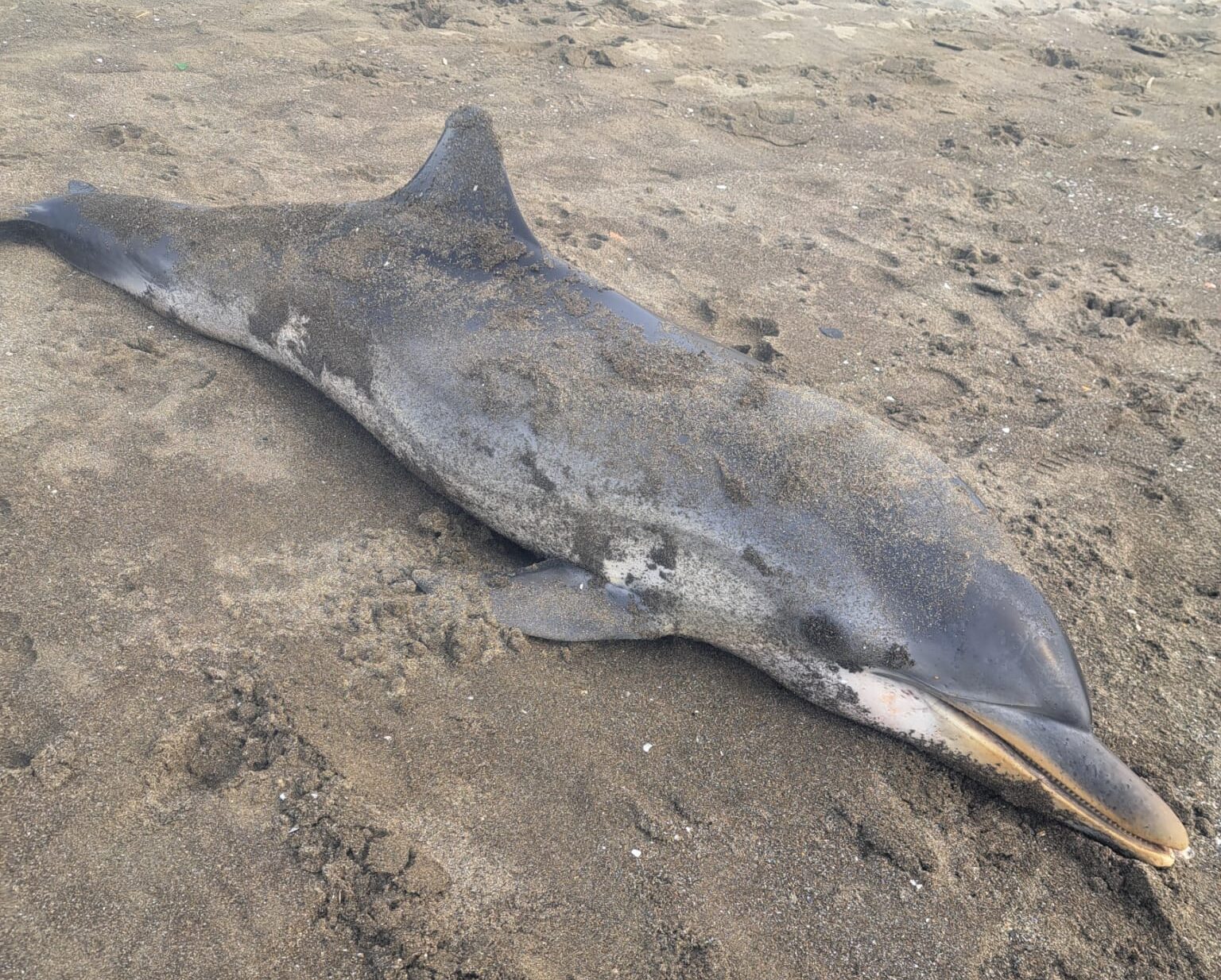 Delfino trovato morto sulla spiaggia di Miseno a Bacoli