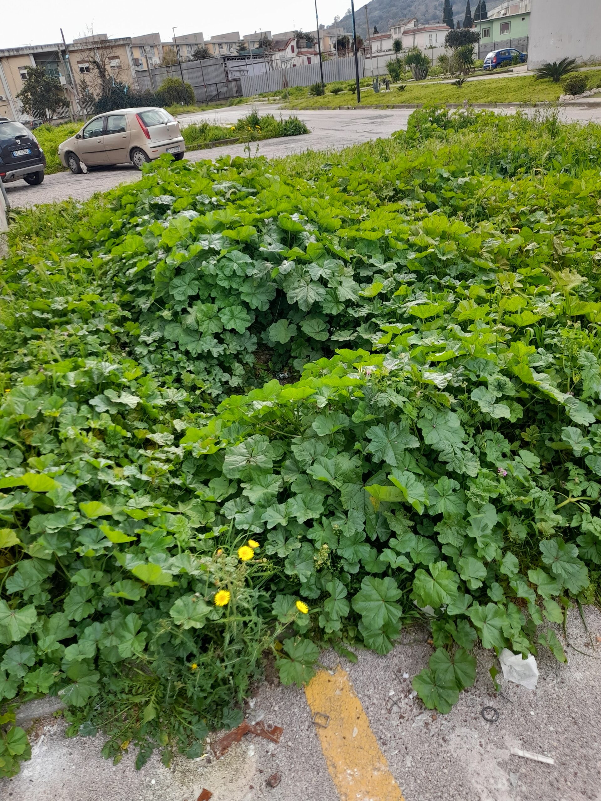 POZZUOLI/ «Giardinetti come giungle alle “case parcheggio” a Toiano: col caldo zecche e pulci»