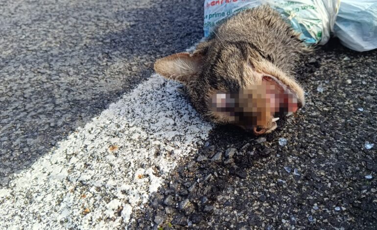 A Quarto torturato ed ucciso un gatto: la scoperta in via Casalanno