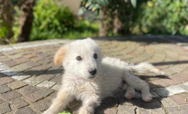 SOS cani/ Olaf cerca casa dopo le tante aggressioni ricevute