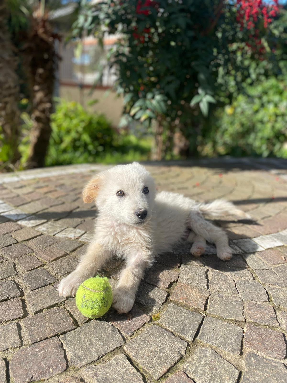 SOS cani/ Olaf cerca casa dopo le tante aggressioni ricevute