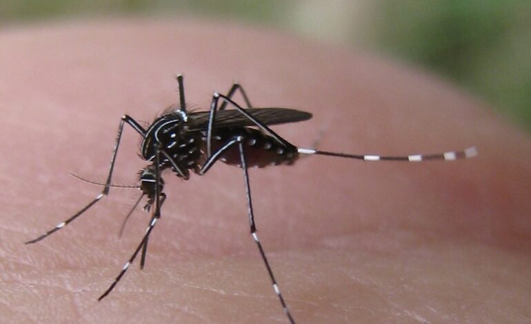 Infezione da virus Dengue: al Cotugno innalzati i livelli di attenzione, ma nessuna emergenza