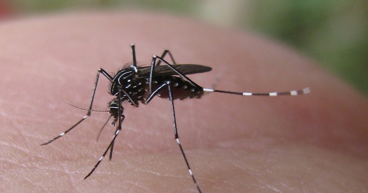 Infezione da virus Dengue: al Cotugno innalzati i livelli di attenzione, ma nessuna emergenza