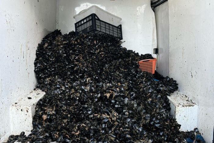 Controlli a Quarto e Pozzuoli: sequestrati 200 kg di telline e 1.100 kg di cozze senza tracciabilità