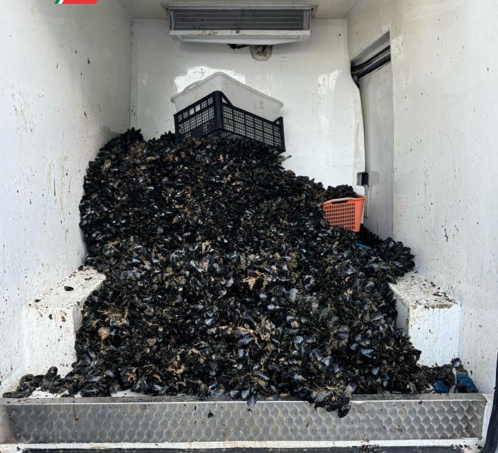 Controlli a Quarto e Pozzuoli: sequestrati 200 kg di telline e 1.100 kg di cozze senza tracciabilità