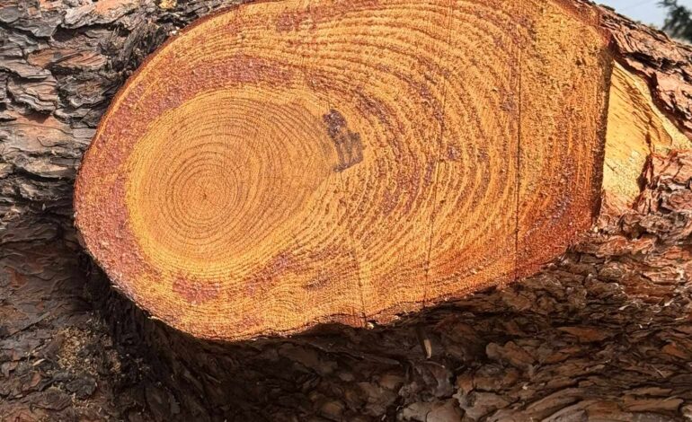 I LETTORI SEGNALANO/ «Alberi tagliati a Monterusciello: cosa sta succedendo?»