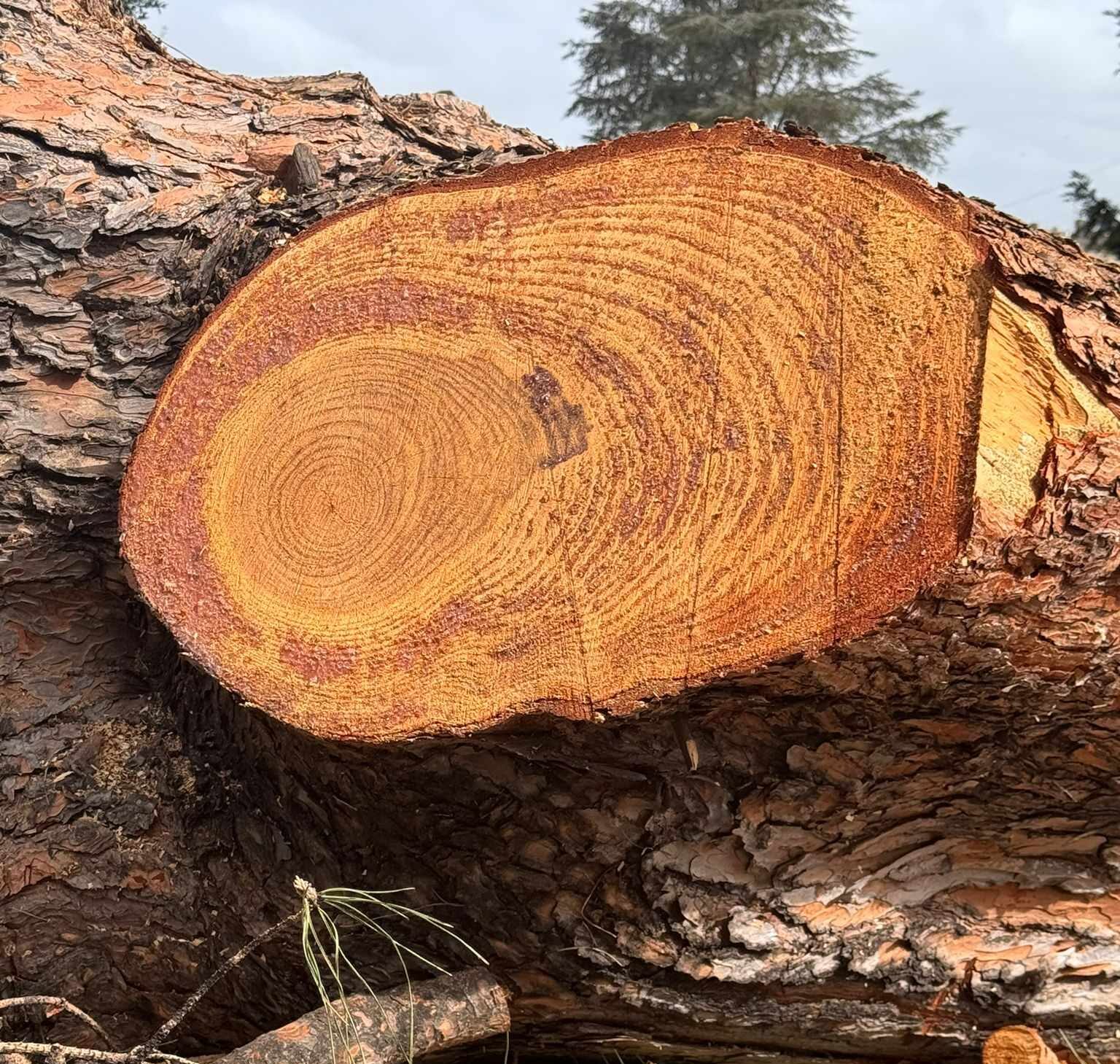 I LETTORI SEGNALANO/ «Alberi tagliati a Monterusciello: cosa sta succedendo?»