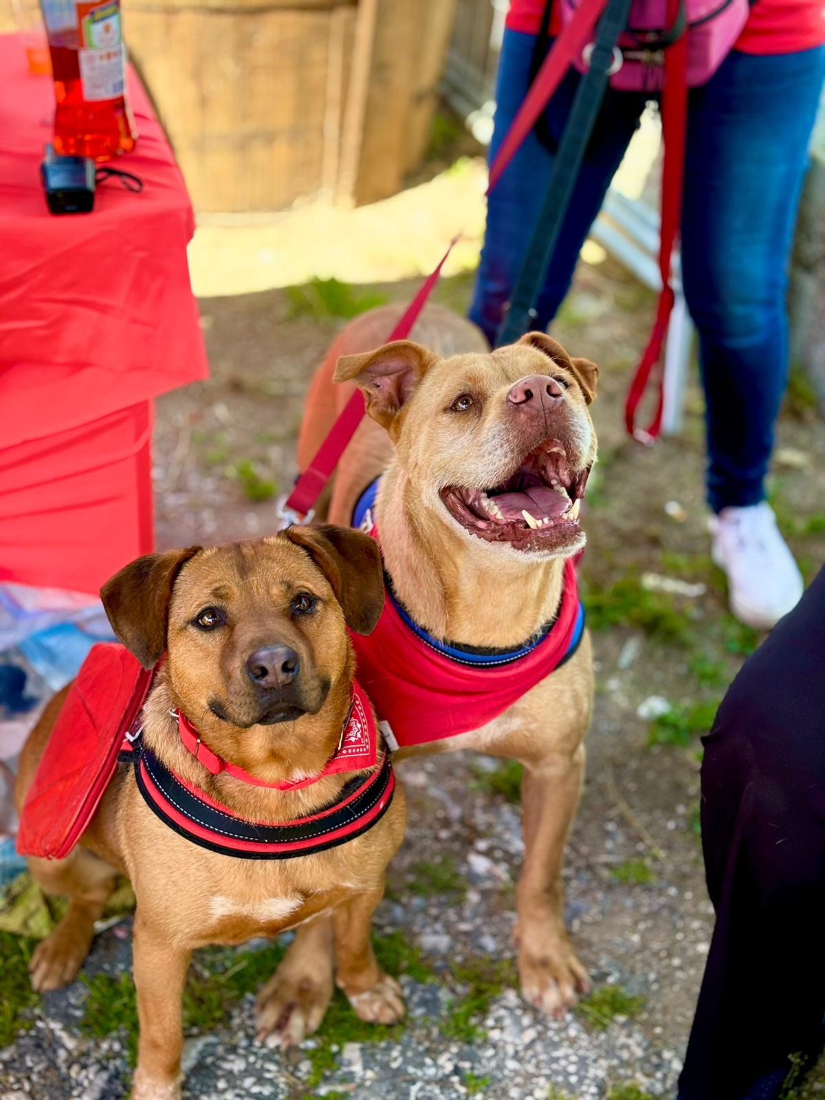 Il Rifugio Arpad spegne 40 candeline: dal 1984 al fianco dei cani in difficoltà, maltrattati e randagi