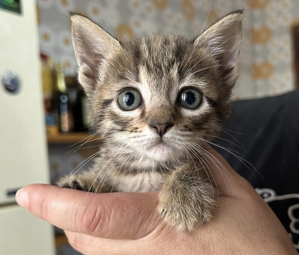 SOS ANIMALI/ Gattini salvati a Pozzuoli, ne sono quattro: chi vuole adottarli?