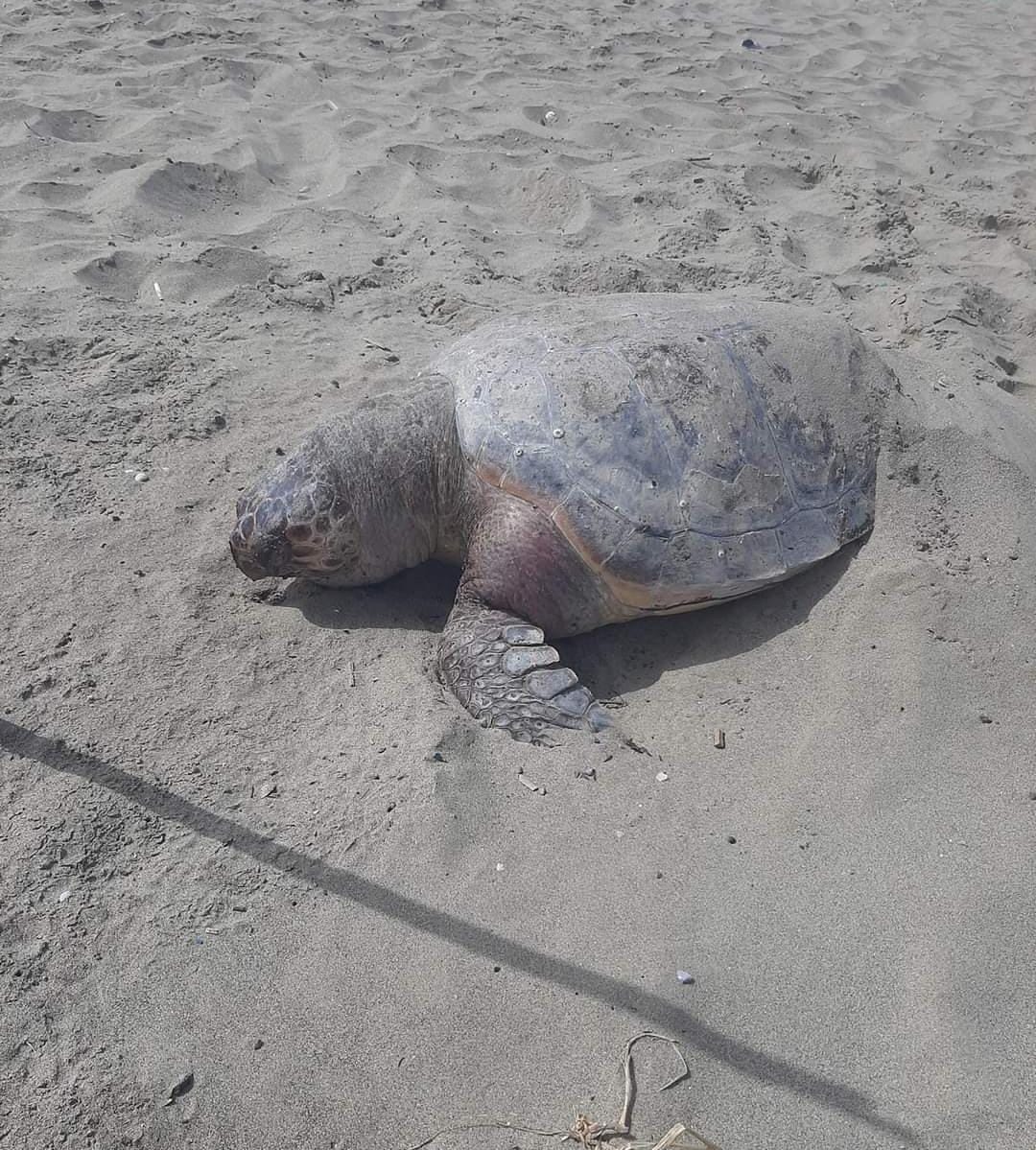 POZZUOLI/ Tartaruga “Caretta caretta” trovata morta sulla spiaggia di Licola