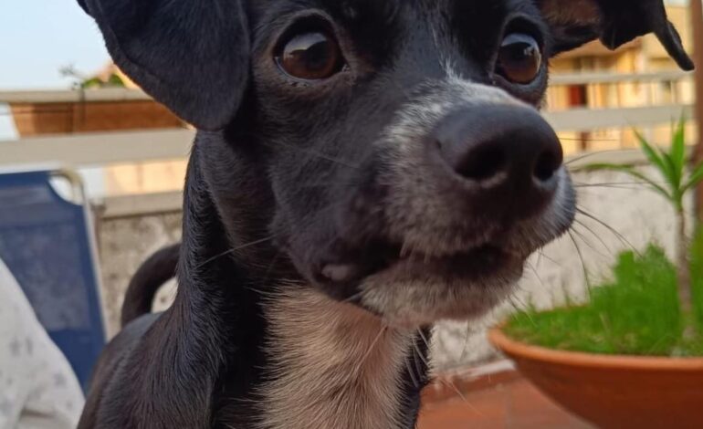SOS CANI/ La piccola Lilly cerca casa