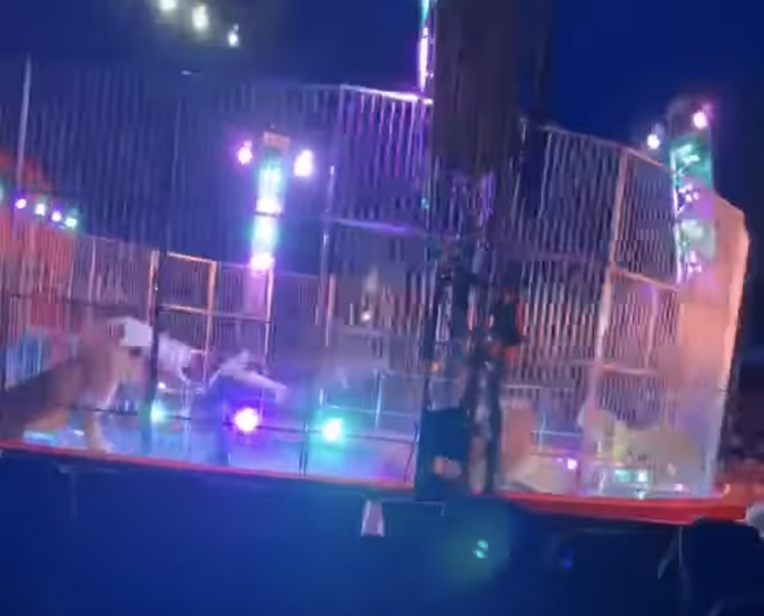 Paura nel Circo Orfei a Licola: leoni si ribellano al domatore, spettatori in fuga