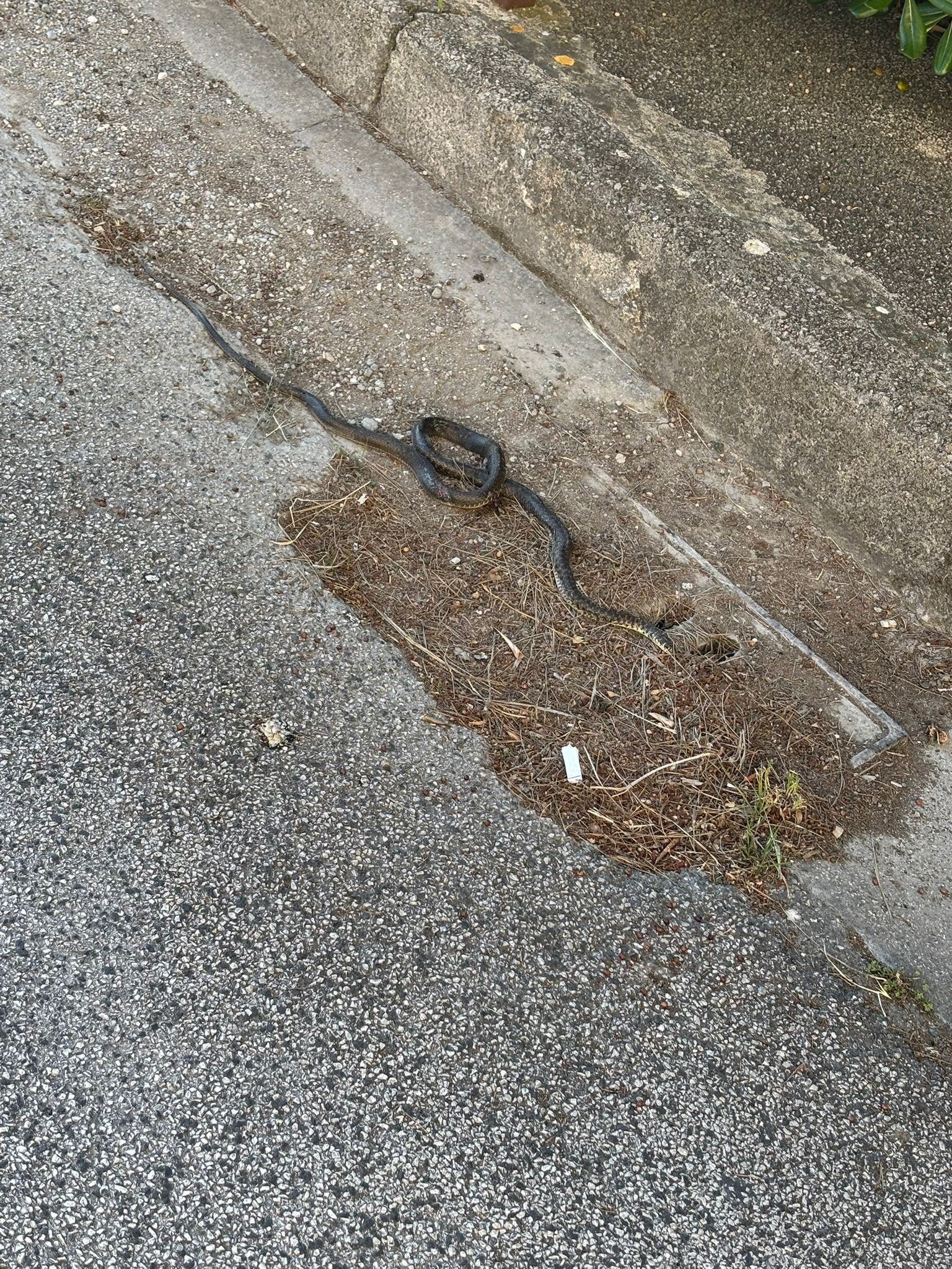 POZZUOLI/ «Erbacce, topi e serpenti. A Monteruscello abbandonati dall’amministrazione Manzoni»