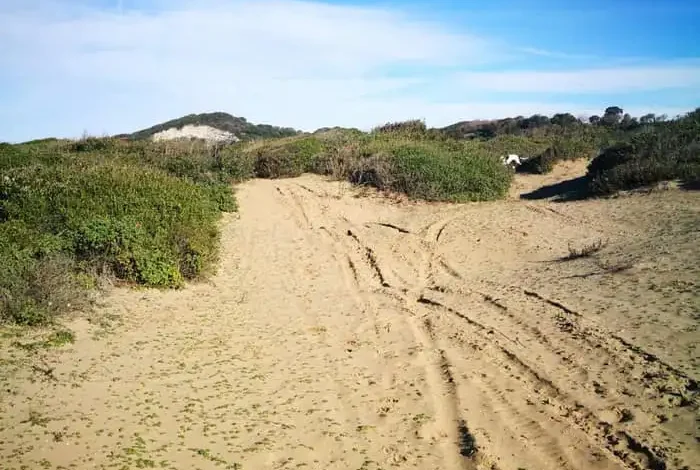 BACOLI/ Automezzi sulle dune e del taglio canneto: la Forestale sanziona la Flegrea Lavoro