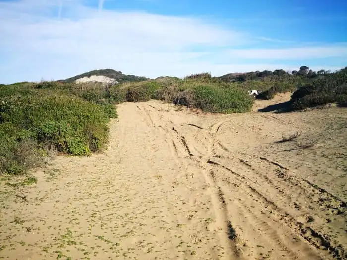 BACOLI/ Automezzi sulle dune e del taglio canneto: la Forestale sanziona la Flegrea Lavoro