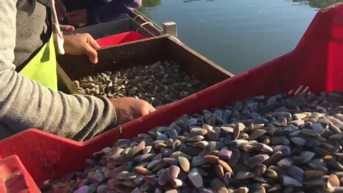 Pesca illegale di telline, appello di 89 operatori «Impedire attività oltre i 5 kg»