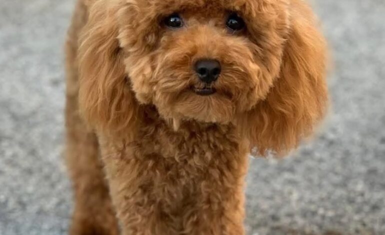 Choc a Pozzuoli: cagnolino sbranato, feriti anche i due padroni