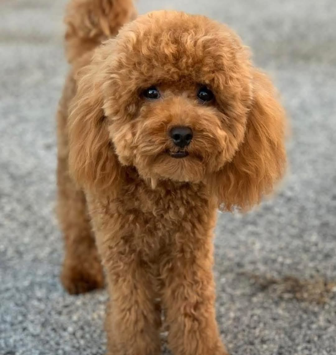 Choc a Pozzuoli: cagnolino sbranato, feriti anche i due padroni
