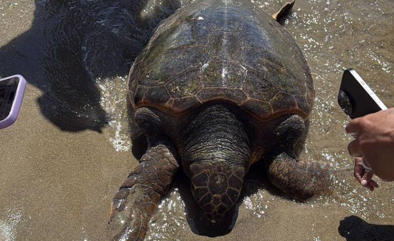 Strage di Caretta Caretta sul litorale Domizio: l’ennesima tartaruga trovata spiaggiata a Varcaturo