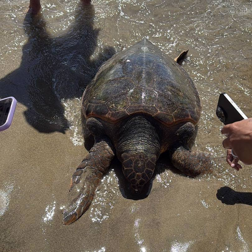 Strage di Caretta Caretta sul litorale Domizio: l’ennesima tartaruga trovata spiaggiata a Varcaturo