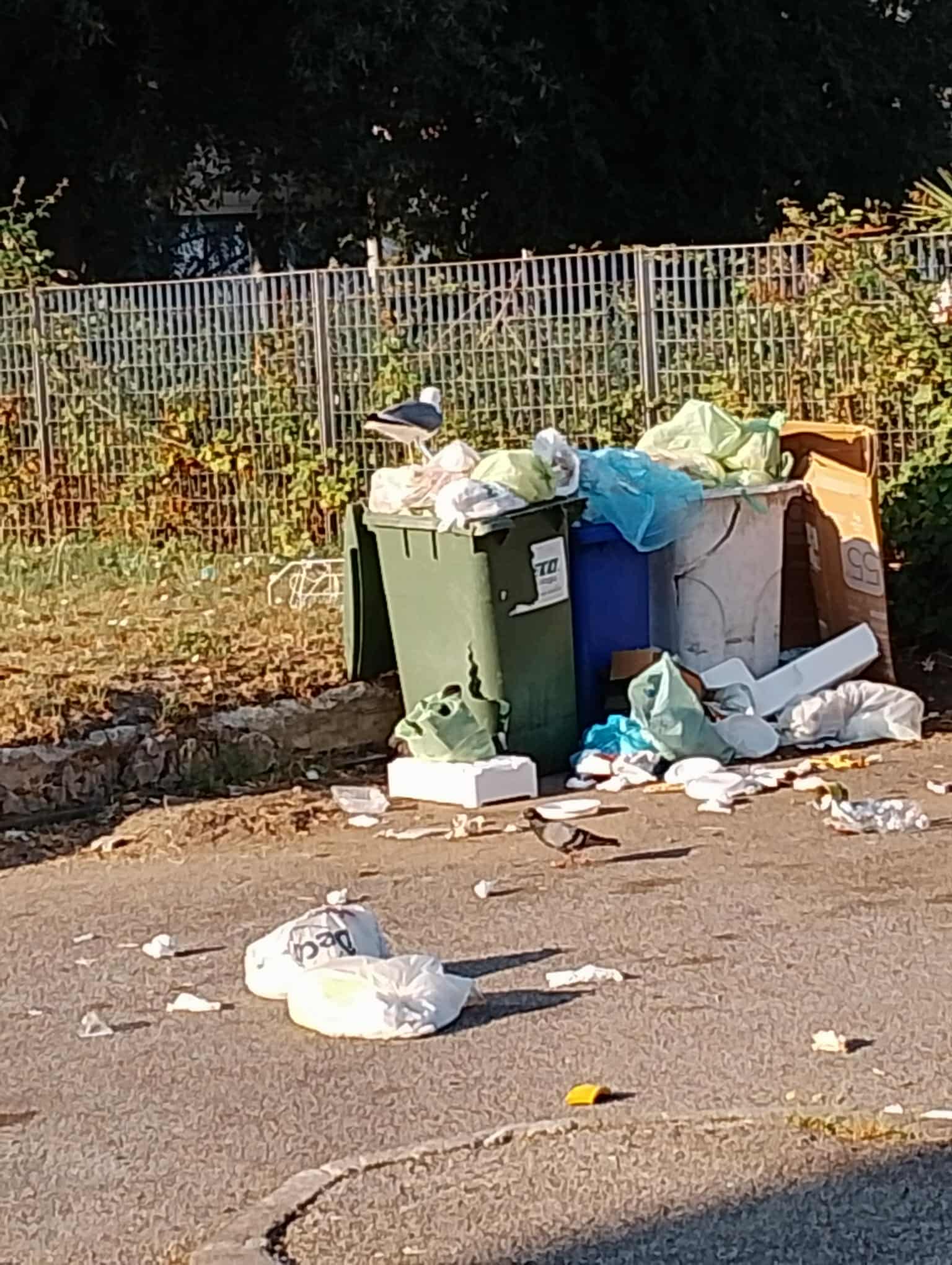 POZZUOLI/ «Gabbiani killer, ecco perché i rifiuti restano a terra»