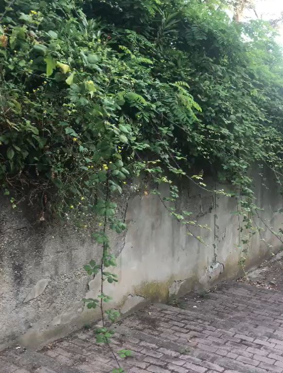 POZZUOLI/ Animali morti e sterpaglie a Monterusciello: abbiamo chiesto aiuto ma il sindaco Manzoni non risponde