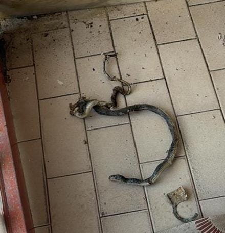 POZZUOLI/ «Degrado al Rione Toiano, trovato serpente in una palazzina»