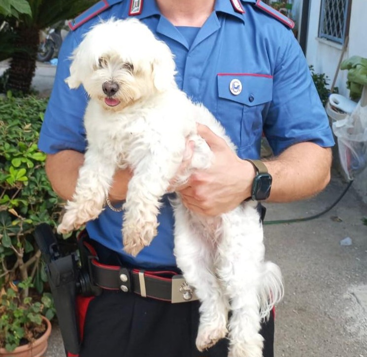 A Varcaturo 16enne rapisce un cane e chiede il riscatto “Dammi 450 euro”