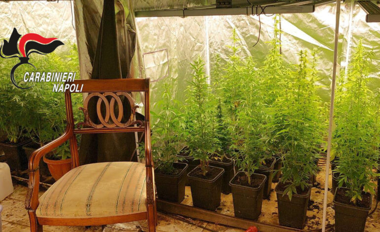 Fermato a Licola dai carabinieri gli trovano in villa maxi serra della marijuana