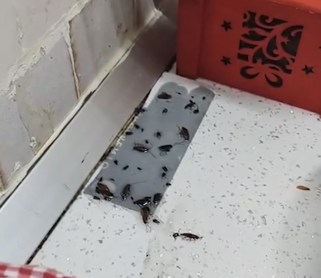 POZZUOLI/ Casa di anziani invasa dalle blatte a Monterusciello