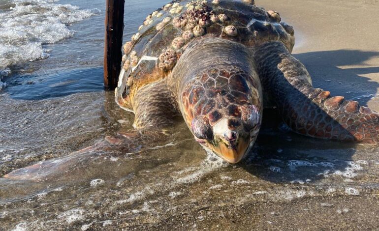 Tartaruga Caretta Caretta di oltre 100 kg trovata morta a Bacoli