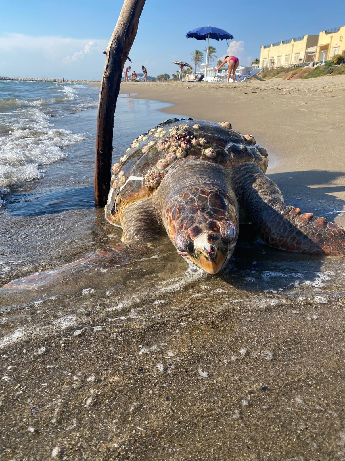 Tartaruga Caretta Caretta di oltre 100 kg trovata morta a Bacoli