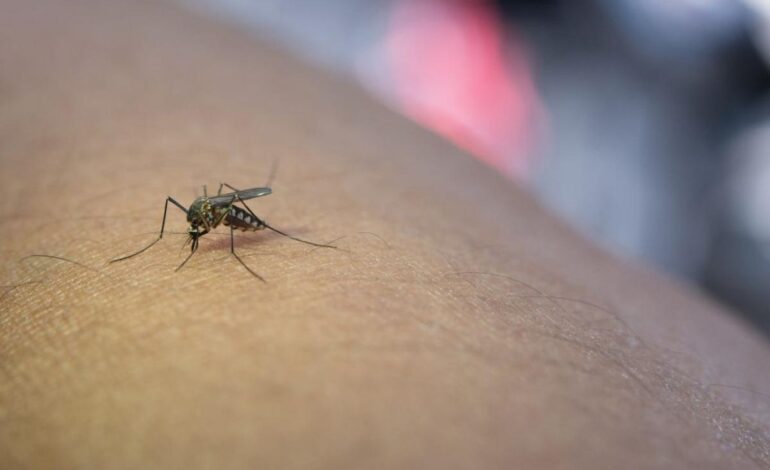 Virus delle zanzare, il sindaco di Monte di Procida annuncia: «Richiesta disinfettazione all’Asl Napoli 2 Nord»