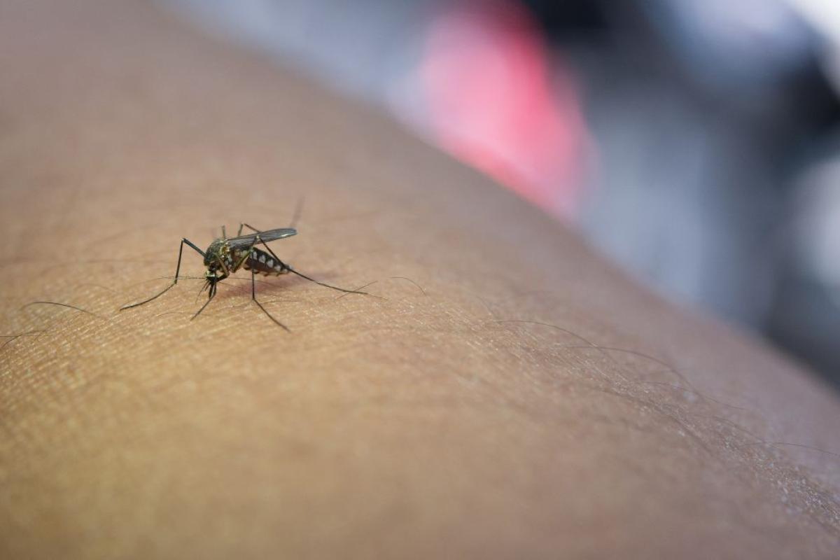 Virus delle zanzare, il sindaco di Monte di Procida annuncia: «Richiesta disinfettazione all’Asl Napoli 2 Nord»