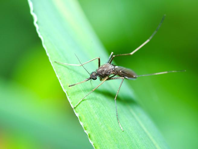 Virus delle zanzare, appello al sindaco di Quarto ” Urge un piano straordinario di disinfestazione”