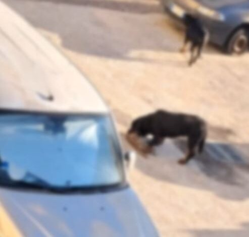 POZZUOLI/ Due rottweiler sbranano gatti al Rione Toiano