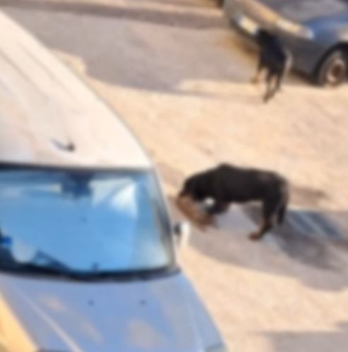 POZZUOLI/ Due rottweiler sbranano gatti al Rione Toiano