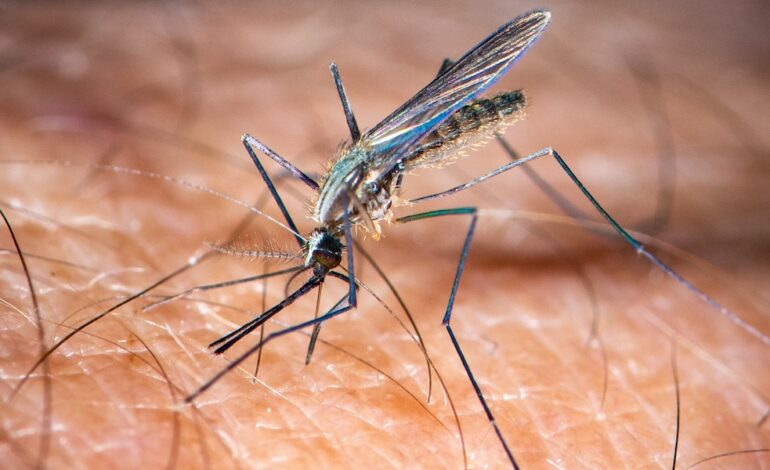 Febbre da zanzara “West Nile”: 8 casi in Campania, 4 sono in rianimazione