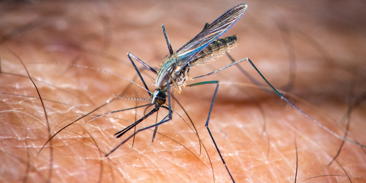 Febbre da zanzara “West Nile”: 8 casi in Campania, 4 sono in rianimazione