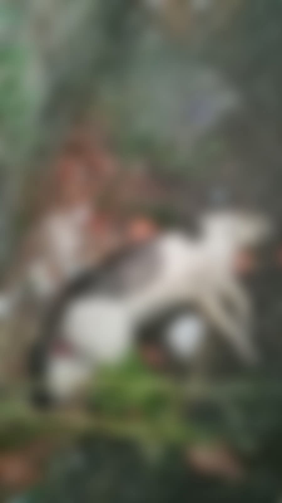POZZUOLI/ Strage di gatti a Monterusciello