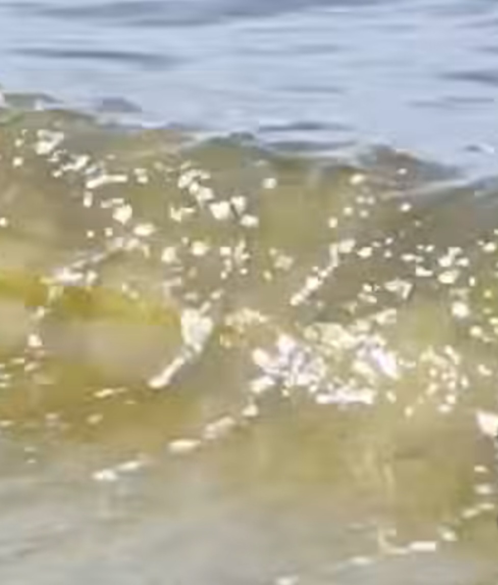 POZZUOLI/ Sversamenti nel mare di Licola, scatta l’indagine