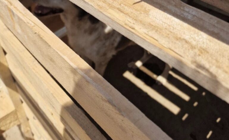 Cane rinchiuso in una cella di legno al sole: scoperto e salvato dai volontari
