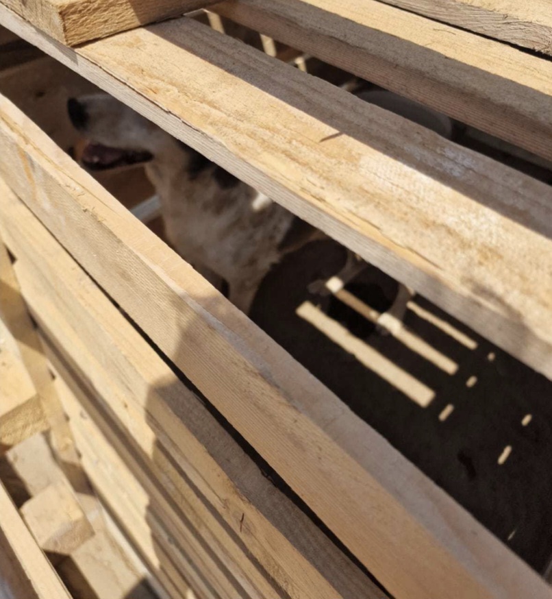 Cane rinchiuso in una cella di legno al sole: scoperto e salvato dai volontari