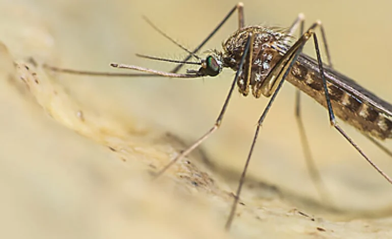 BACOLI/ Virus West Nile, il 7 agosto disinfestazione dell’Asl