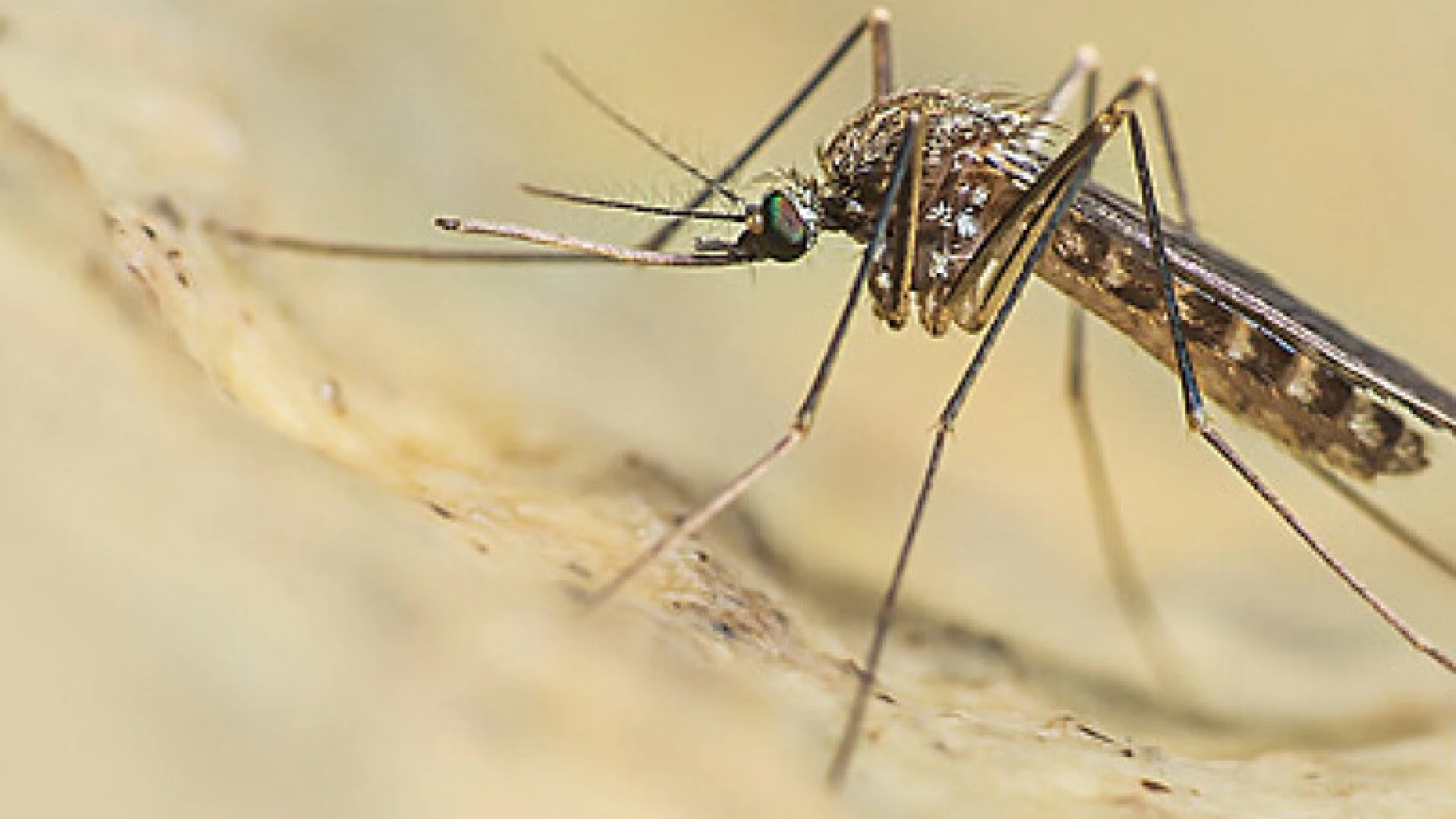 BACOLI/ Virus West Nile, il 7 agosto disinfestazione dell’Asl