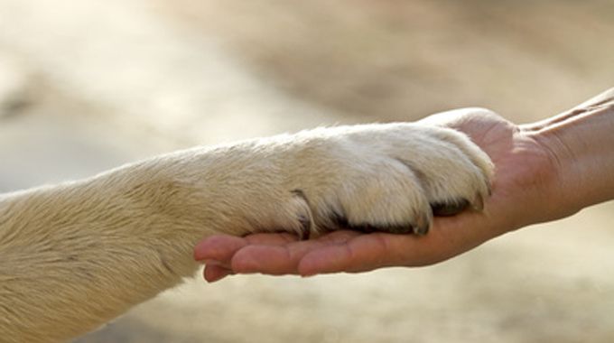Pozzuoli celebra la giornata mondiale per la difesa degli animali