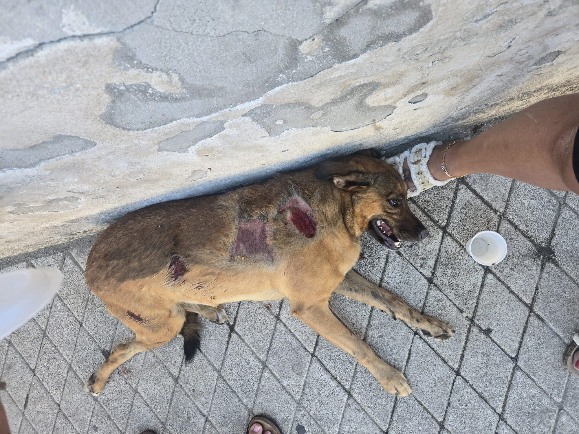POZZUOLI/ Cane investito e lasciato a terra agonizzante a Licola mare