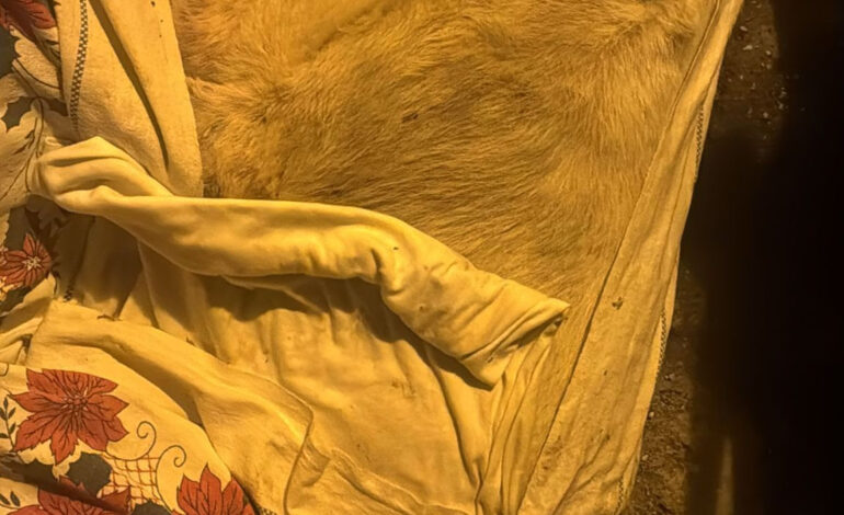 Strage di cani e gatti randagi nel napoletano: avvelenati con esche mortali