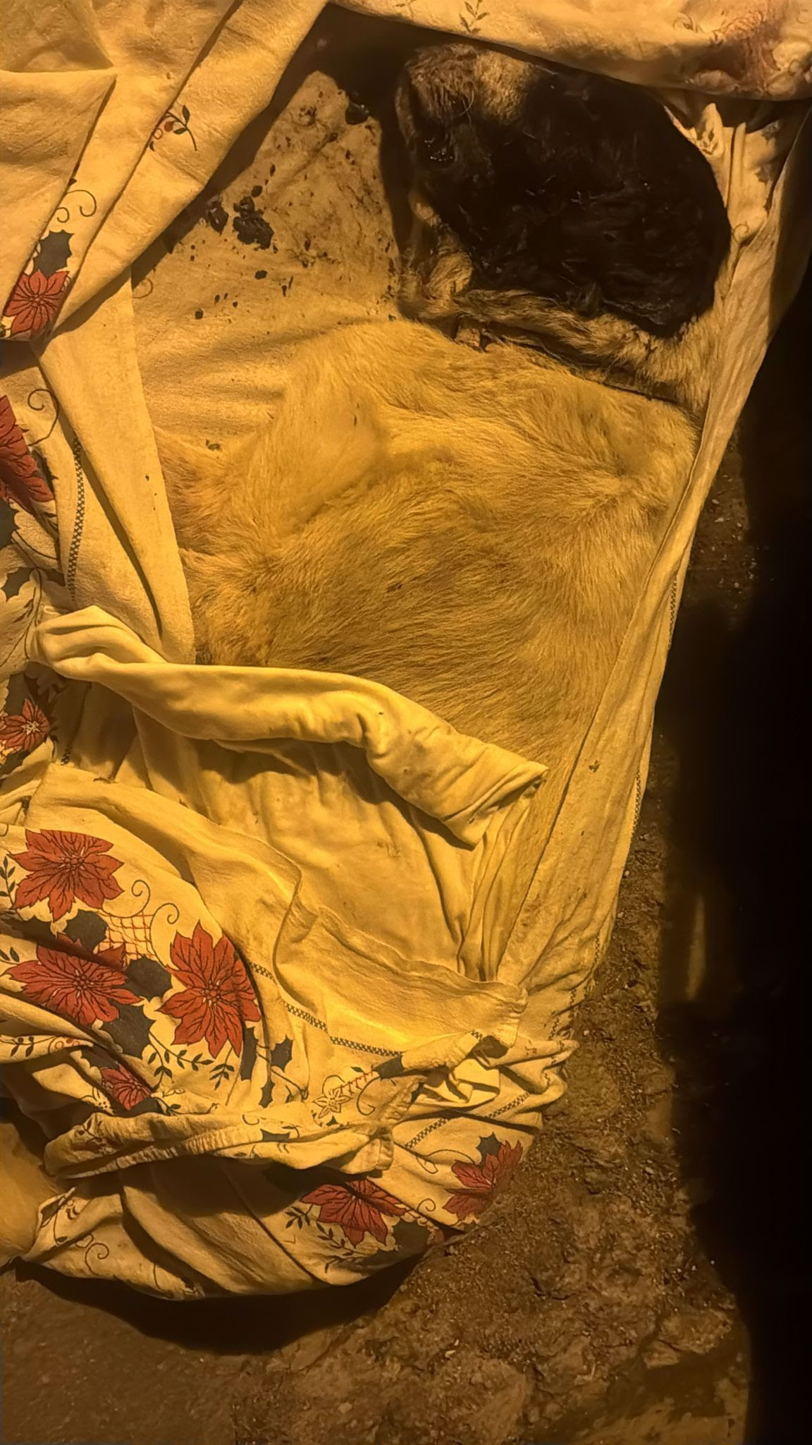 Strage di cani e gatti randagi nel napoletano: avvelenati con esche mortali