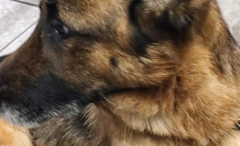 In sella alla bici elettrica trascina per 6 chilometri il cane: denunciato